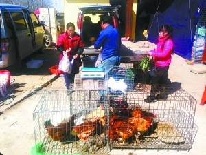 北京五環(huán)外仍有商販做活禽交易路邊叫賣寵物雛雞