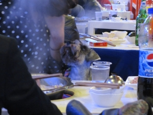 女子吃火鍋人狗同桌人吃菜狗舔食嚇壞鄰桌（圖）