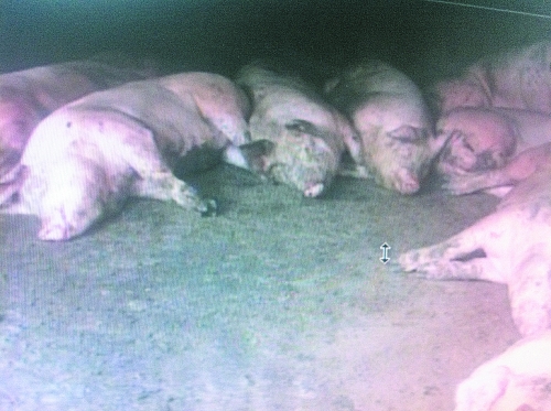 農戶家養的豬死了src=