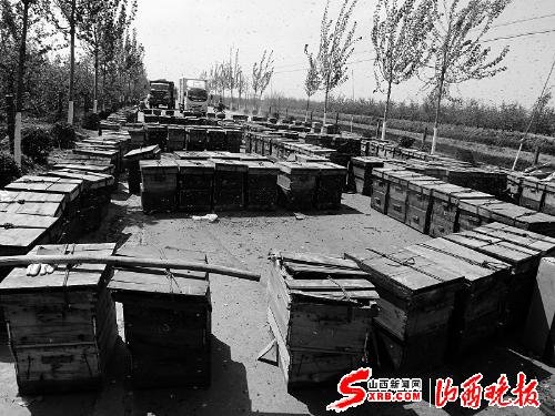 蜜蜂路上亂飛 交通“癱瘓”兩天兩夜（圖）