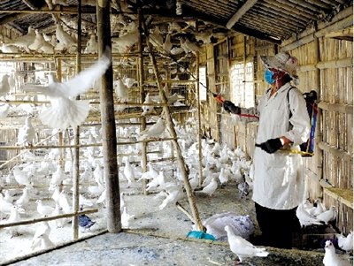 鄭州禁止在市區養家禽及食用鴿 停止活禽交易
