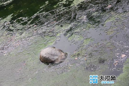 河面上漂著一頭死豬