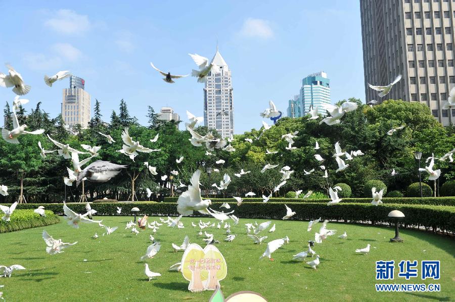 #（社會(huì)）（1）上海人民廣場(chǎng)鴿結(jié)束“禁閉”