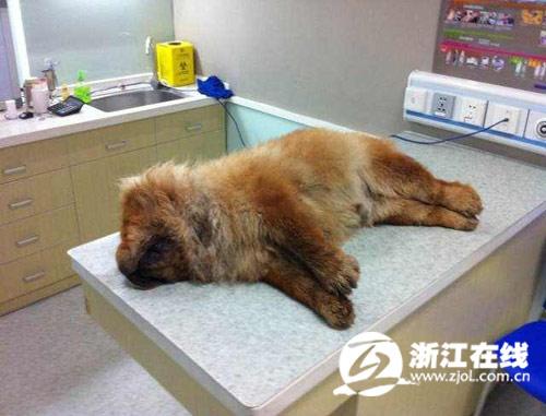 死去的“雷歐”