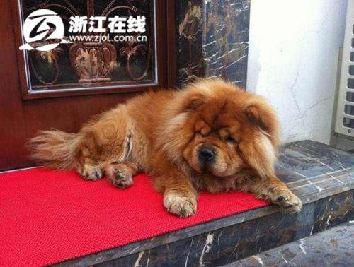 生前的“雷歐”