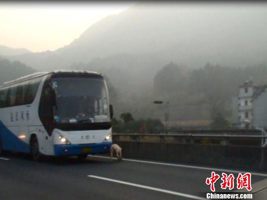 二師兄大鬧高速，“逼停”客車 高速交警 攝