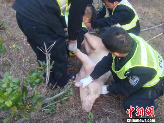 二師兄大鬧高速，“逼停”客車 高速交警 攝