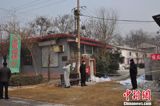 河北保定高致病性禽流感疫區(qū)直擊：嚴防擴散（圖）