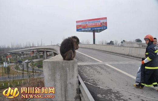 猴子高速路上閑逛 警察被咬到大腿