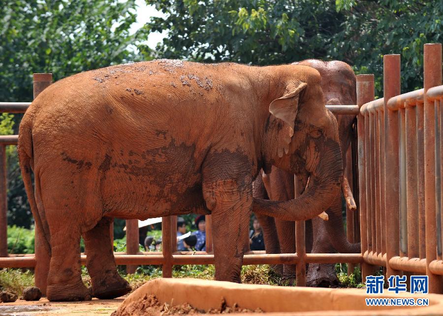 （新華網）昆明一動物園飼養員在象舍內死亡 疑遭大象攻擊 