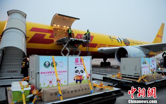 大熊貓“星徽”、“好好”乘坐DHL專機飛赴比利時