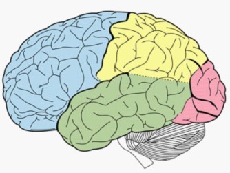 研究稱人犬或共祖狗腦語音區(qū)與人類相似