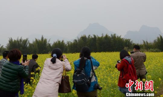 廣東丹霞山百畝油菜花開引游人如織（圖）
