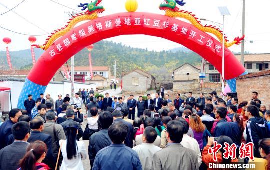 國家級紅豆杉基地山西古縣開建總投資6億