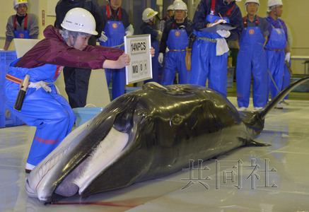 日捕鯨船捕獲一小須鯨稱將解剖以了解鯨魚生態