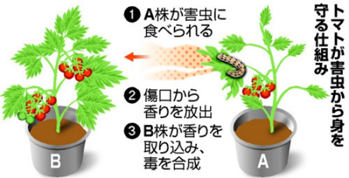 日本科學家揭示植物用氣味傳遞蟲害信息的成因