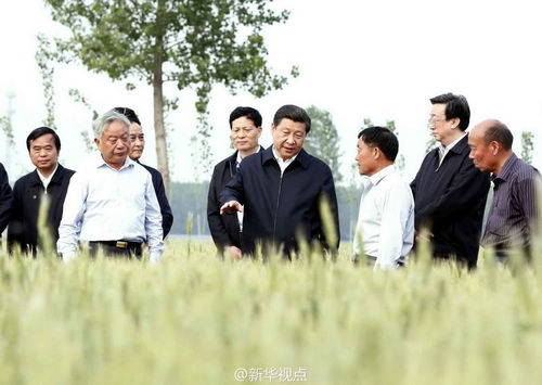 習近平在河南尉氏縣考察看麥情：今年饃能吃上了
