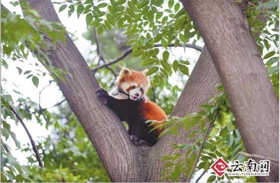 受驚上樹
