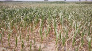 河北7月降雨量比往年少五成部分地區(qū)旱情明顯