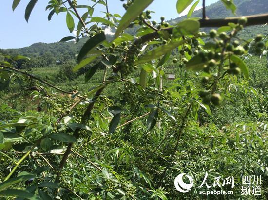 紅巖村滿山遍野都是成熟待收的花椒。