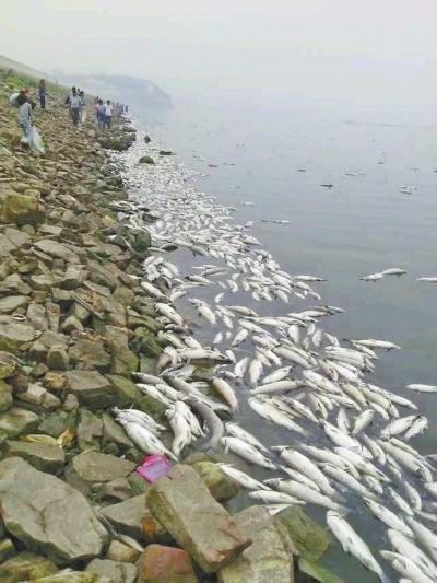 白沙水庫因缺氧導致大面積死魚 估算損失數十萬斤