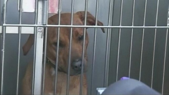 美國女童遭兩惡犬撕咬致殘狗主被判賠7200萬美元