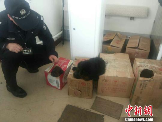 坐火車紙箱突然“跑動(dòng)”竟是裝了3條小藏獒