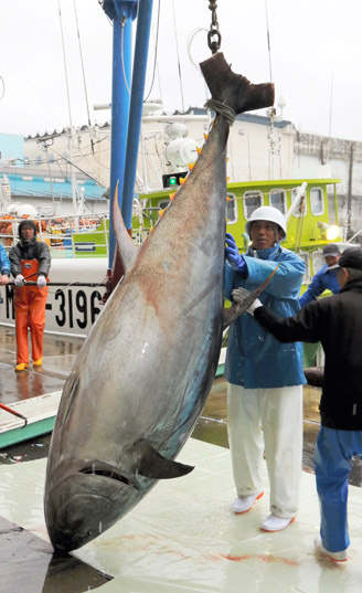 日本和歌山捕獲614斤金槍魚系2015年最重（圖）