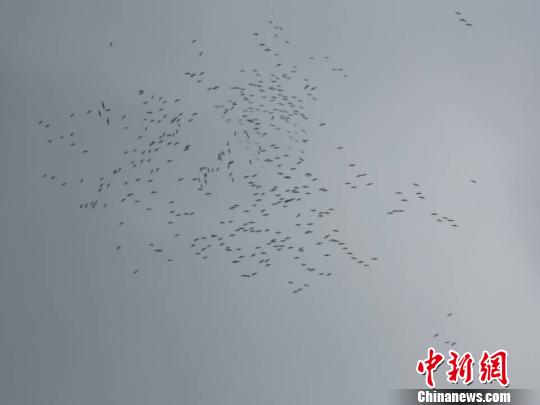 中國最大淡水湖鄱陽湖60萬只候鳥集結(jié)北遷（圖）