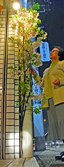 日本現“硬骨頭櫻花”在夾縫中生長綻放（圖）