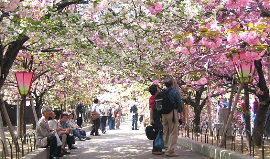日本大阪造幣局櫻花綻放吸引大批游客參觀欣賞