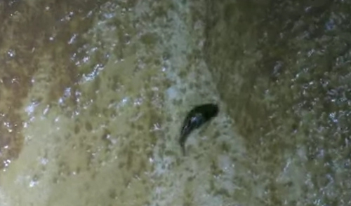 鯰魚(yú)為捕食跳出水面奮勇攀巖，