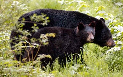 美游客公園內(nèi)遇黑熊一家逃跑途中不忘拍照（圖）