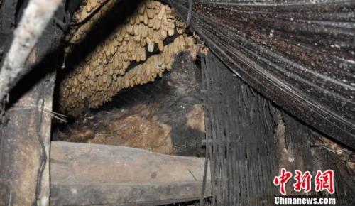 圖為在犯罪嫌疑人王某弟家現(xiàn)場查獲的大熊貓皮　云南省森林公安局供圖　攝