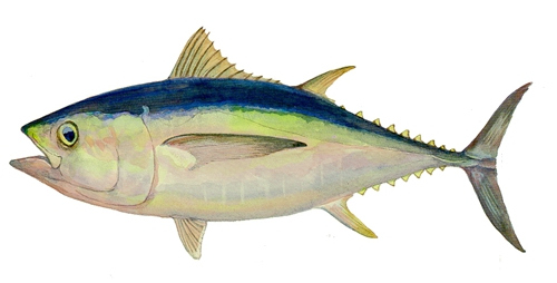 日本平價金槍魚濫捕現象嚴重部分品種已瀕危