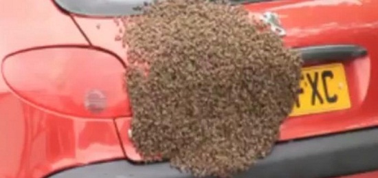 蜂群來襲：5000只蜜蜂在汽車后“安家”（圖）