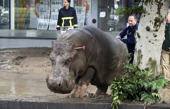 格魯吉亞暴雨致7人死亡老虎獅子等從動物園逃出