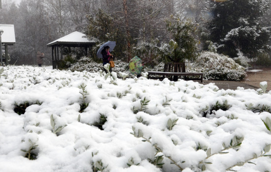 澳大利亞氣溫驟降出現(xiàn)罕見“雷打雪”現(xiàn)象（圖）