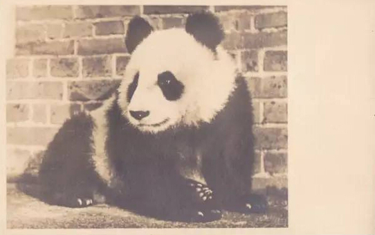 戰(zhàn)火紛飛的年代，有一只熊貓曾治愈過英國人民的心靈（獨(dú)家視頻）