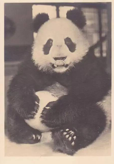 戰火紛飛的年代，有一只熊貓曾治愈過英國人民的心靈（獨家視頻）