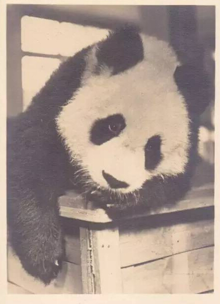 戰火紛飛的年代，有一只熊貓曾治愈過英國人民的心靈（獨家視頻）
