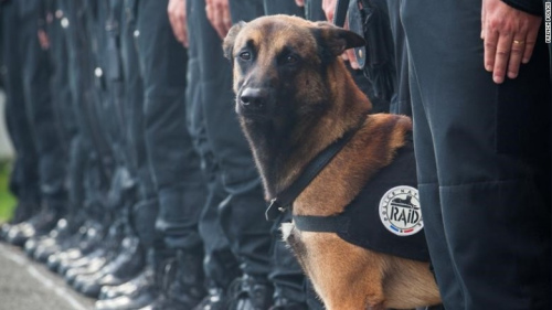 法國(guó)警犬在警方反恐行動(dòng)中殉職網(wǎng)友申請(qǐng)悼念（圖）