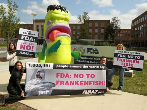 美FDA批準轉基因三文魚供人類食用遭反對者抗議