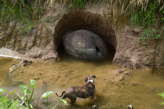 阿根廷發現史前雕齒獸甲殼化石：形似恐龍蛋（圖）