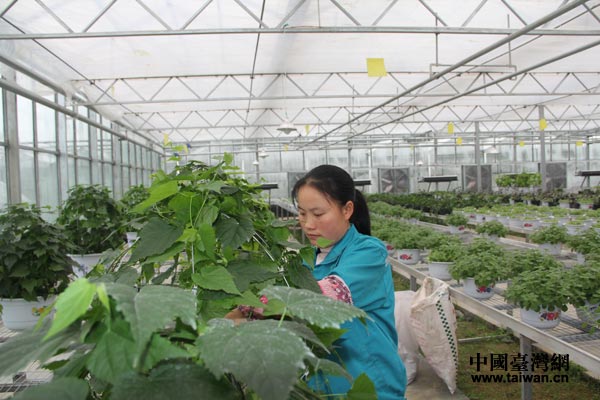 花茂村村民在蔬菜現(xiàn)代高效農(nóng)