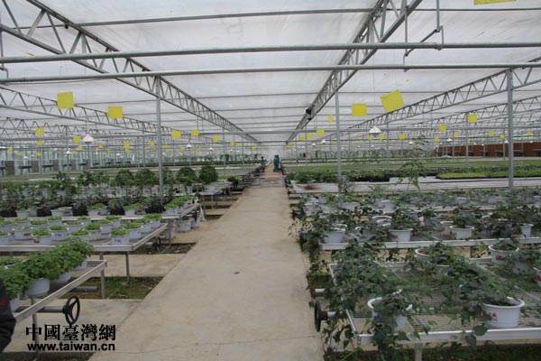 花茂村蔬菜現(xiàn)代高效農(nóng)業(yè)園區(qū)