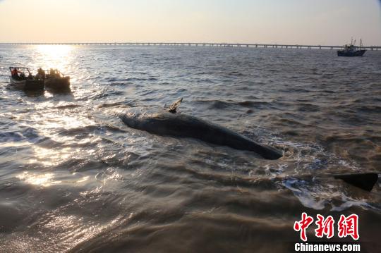 兩條抹香鯨江蘇如東洋口港海灘擱淺死亡