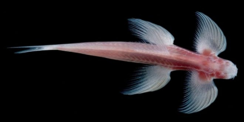 魚也能爬行？泰國穴居魚長四肢能攀爬瀑布（圖）