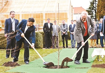 習(xí)近平訪捷克贈(zèng)銀杏樹(shù)捷克總統(tǒng)訪華曾贈(zèng)蘋果樹(shù)