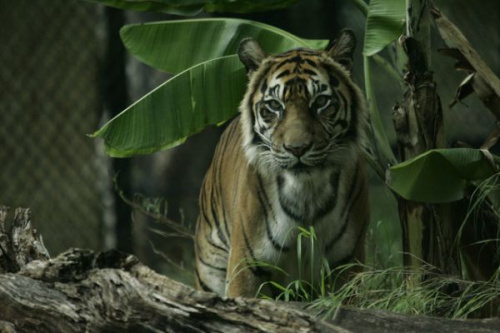 美國(guó)檀香山動(dòng)物園25歲老虎器官衰竭被安樂死（圖）
